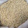 pinenuts