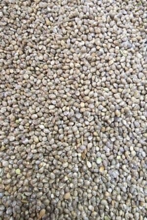 Hemp_seeds