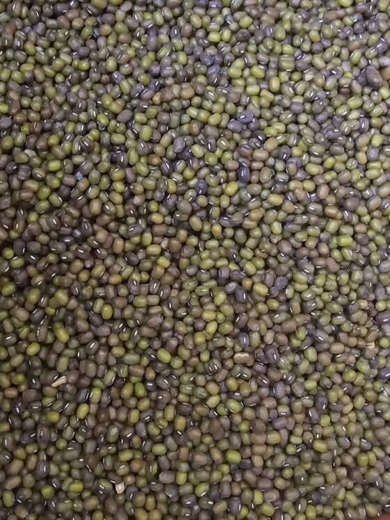 Mungbean