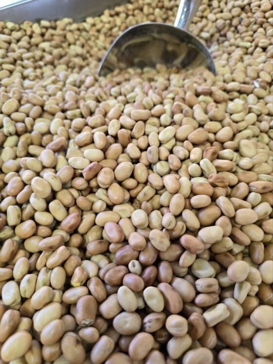 Fava Beans - 1 KG - فول أبيض