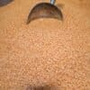 Orange Split Lentils - 1 KG - عدس مجروش