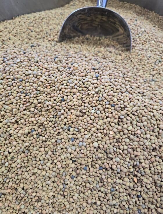 Brown Lentils (Baladi) - 1 KG - عدس بلدي