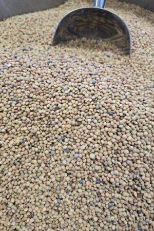 Brown Lentils (Baladi) - 1 KG - عدس بلدي