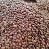 Red Feijoa Beans - 1 KG - فاجوم موڤ