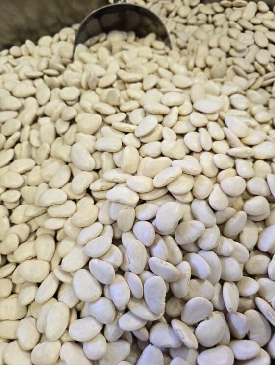 Lima Beans (Large) - 1 KG - فاصوليا عريضة بيضاء