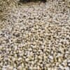 Black Eyed Beans - 1 KG - لوبيا مسلّات