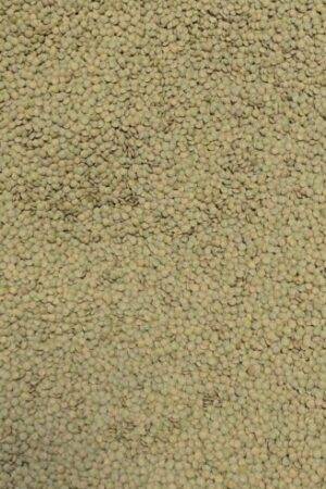 Green Laird Lentils (Large) - 1 KG - عدس عريض