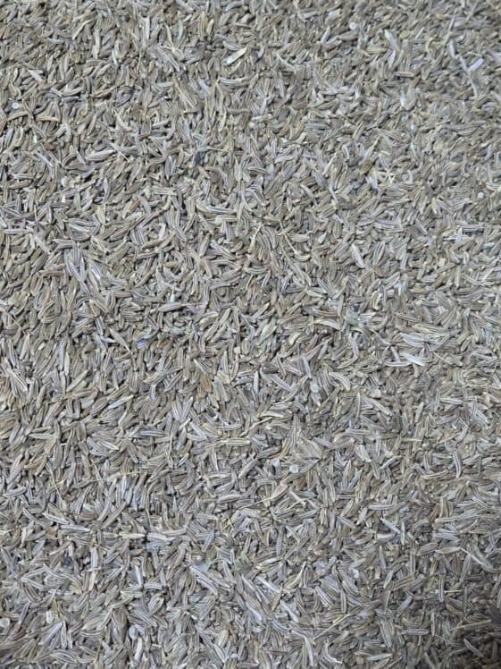 caraway