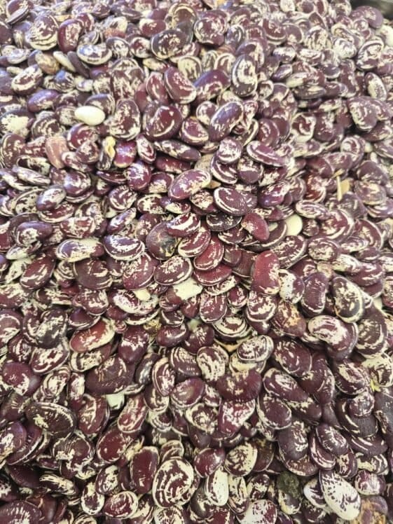 Red Kidney Beans - 1 KG - فاصوليا عريضة حمراء