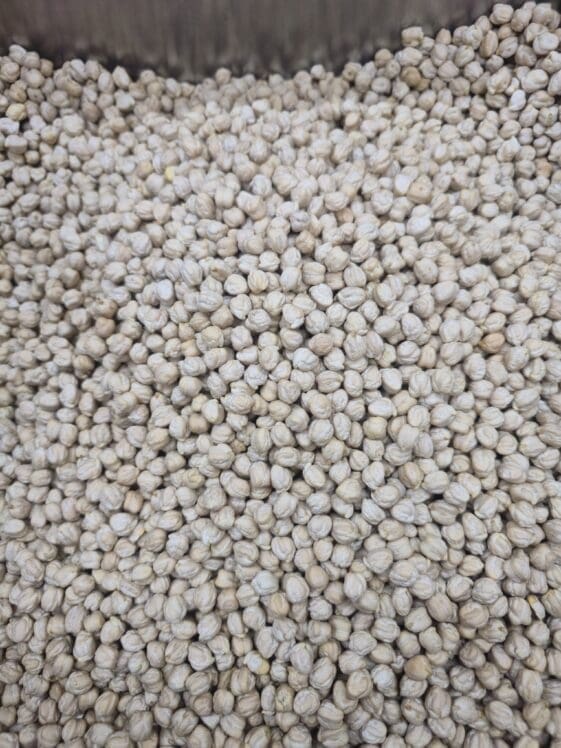 Chickpeas (Extra Large) - 1 KG - حمّص فحلي